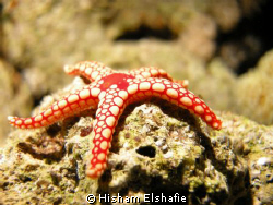 Red Sea Starfish by Hisham Elshafie 